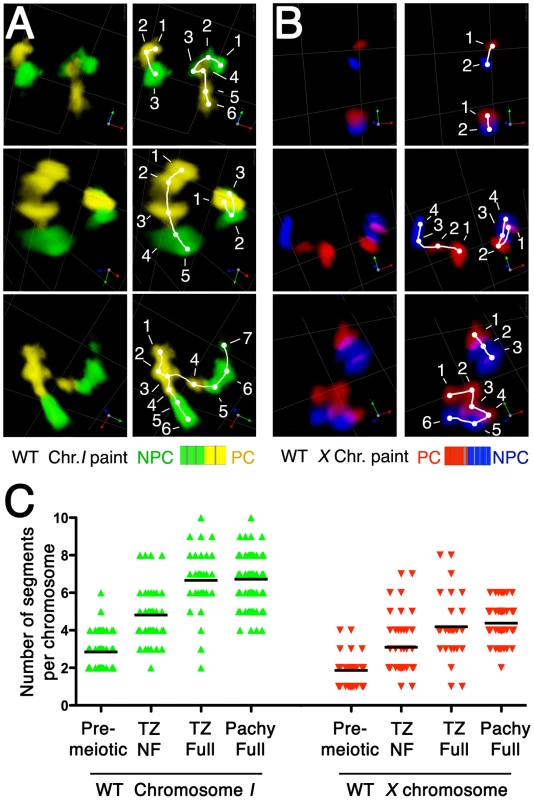 Increase in number of painted chromosome segments accompanies elongation of chromosome territories.