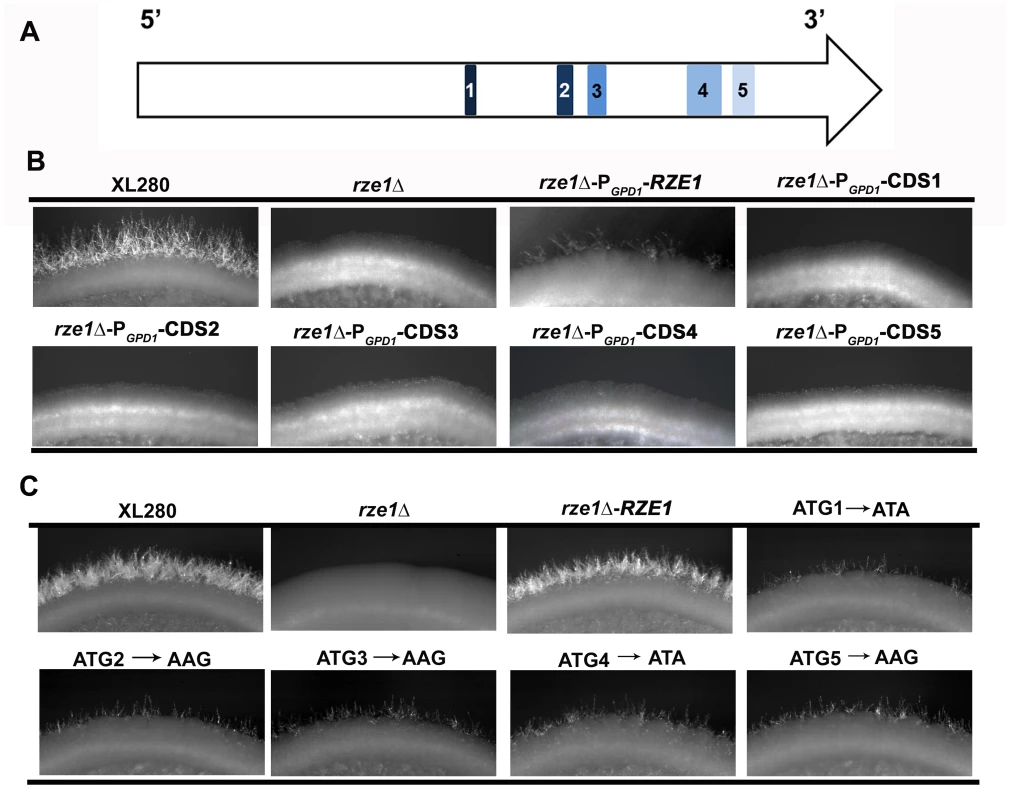 <i>RZE1</i> is a likely lncRNA.