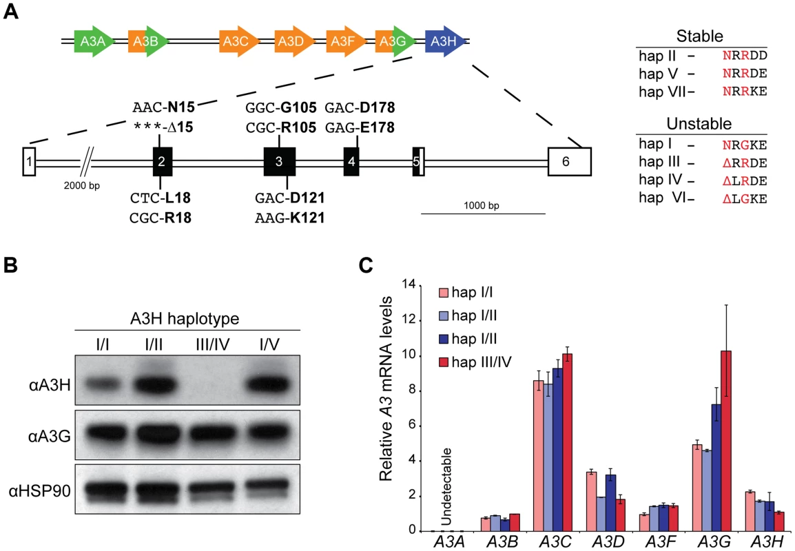 Endogenous APOBEC3H stability/instability occurs at the protein level.