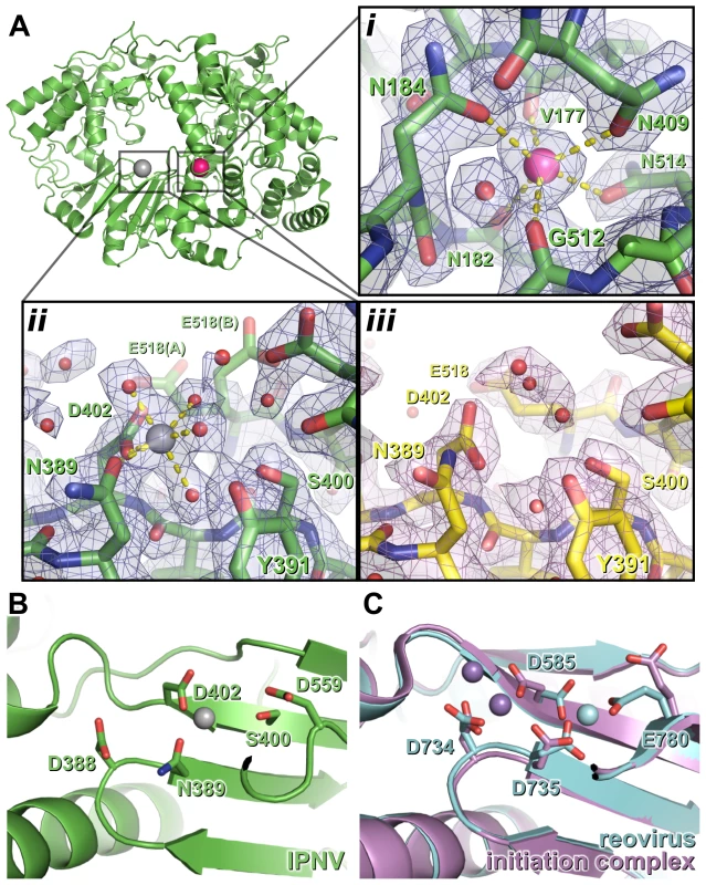 Metal binding of IPNV VP1.