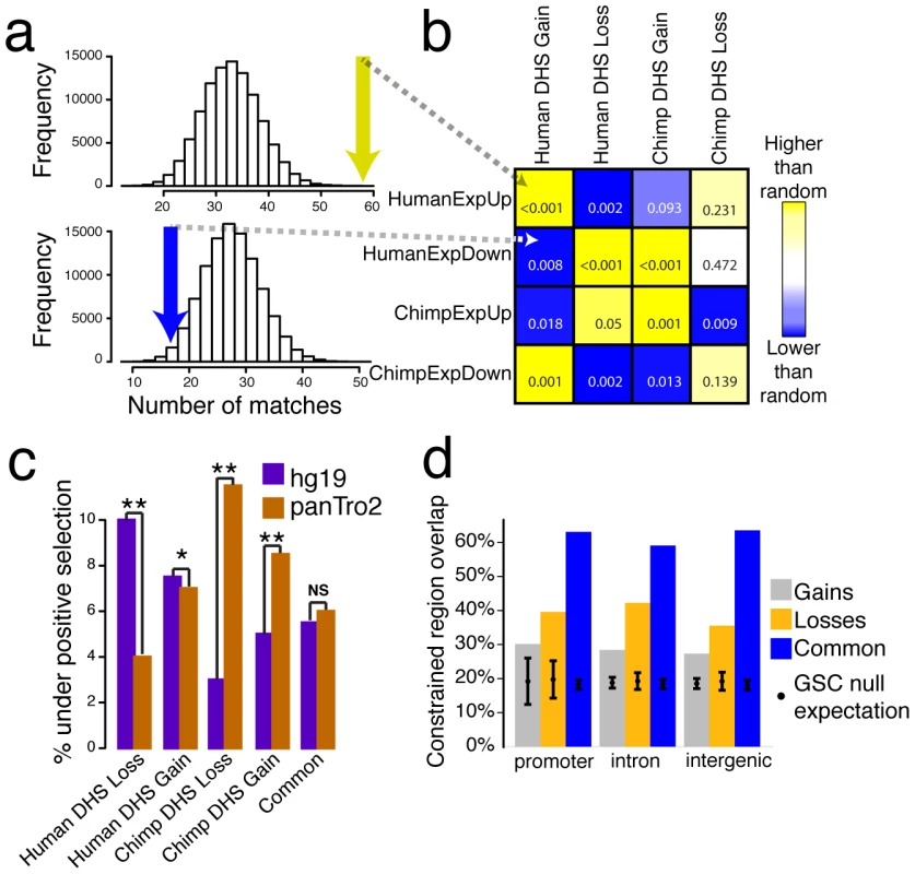 Species-specific DHS sites are correlated with expression and evolutionary selection.