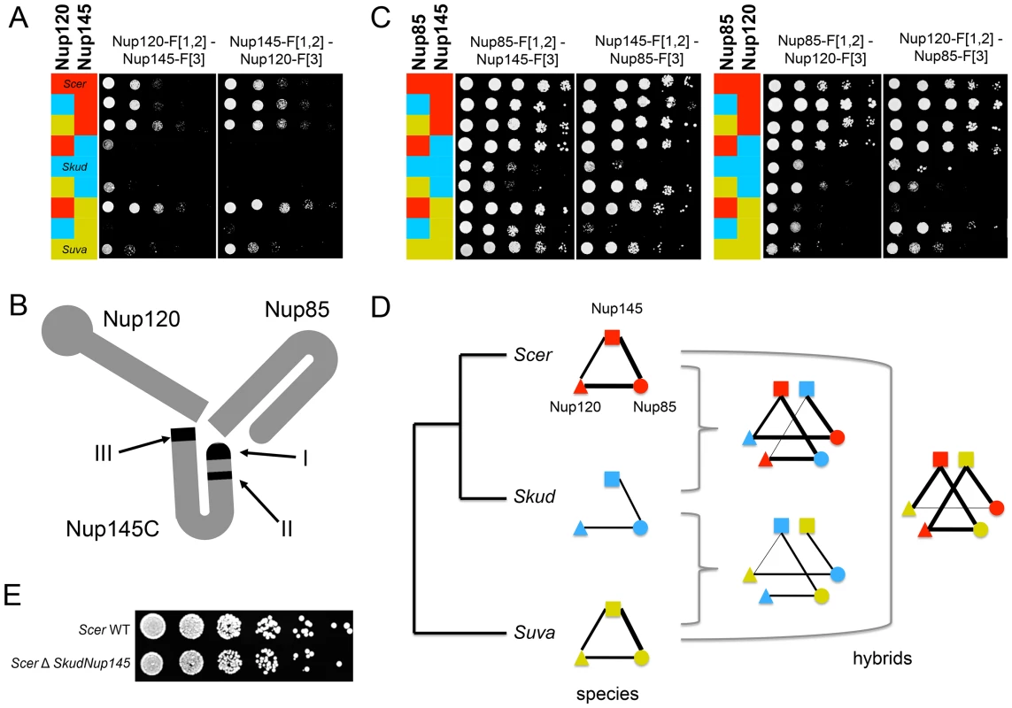 The absence of Nup120-Nup145C interaction in <i>Skud</i> is likely a PPI loss.
