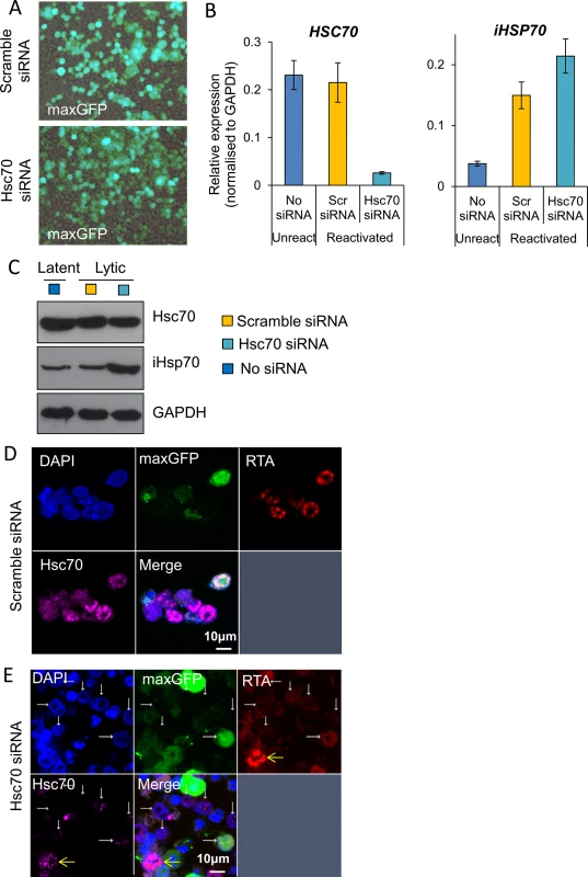 Depletion of Hsc70 abrogated KSHV RTC formation in TREx BCBL1-RTA cells.