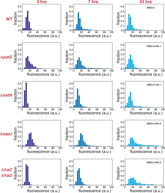 Non-stationary distributions of expression fluctuations of <i>hetR-gfp</i> following nitrogen deprivation build up from fluctuations under nitrogen-replete conditions.