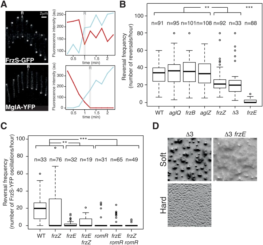 The core Frz-apparatus can promote S-motility-dependent behaviors.