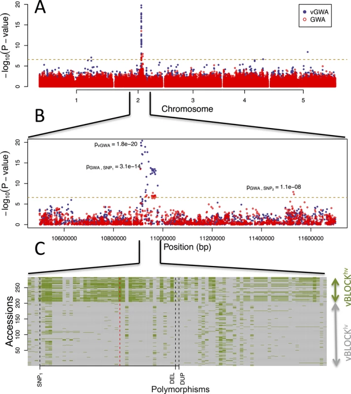 GWA and vGWA analyses for mean leaf molybdenum concentration.