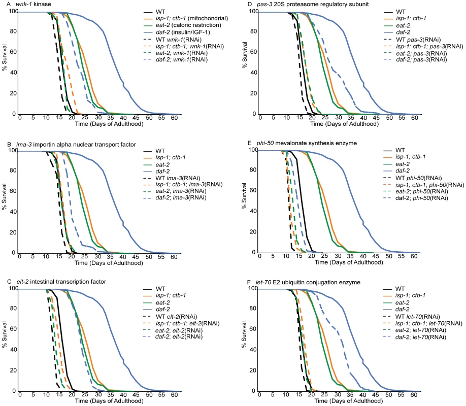 Loss of cytoprotective gene activation dramatically reduces lifespan extension in long-lived mutants but not controls.