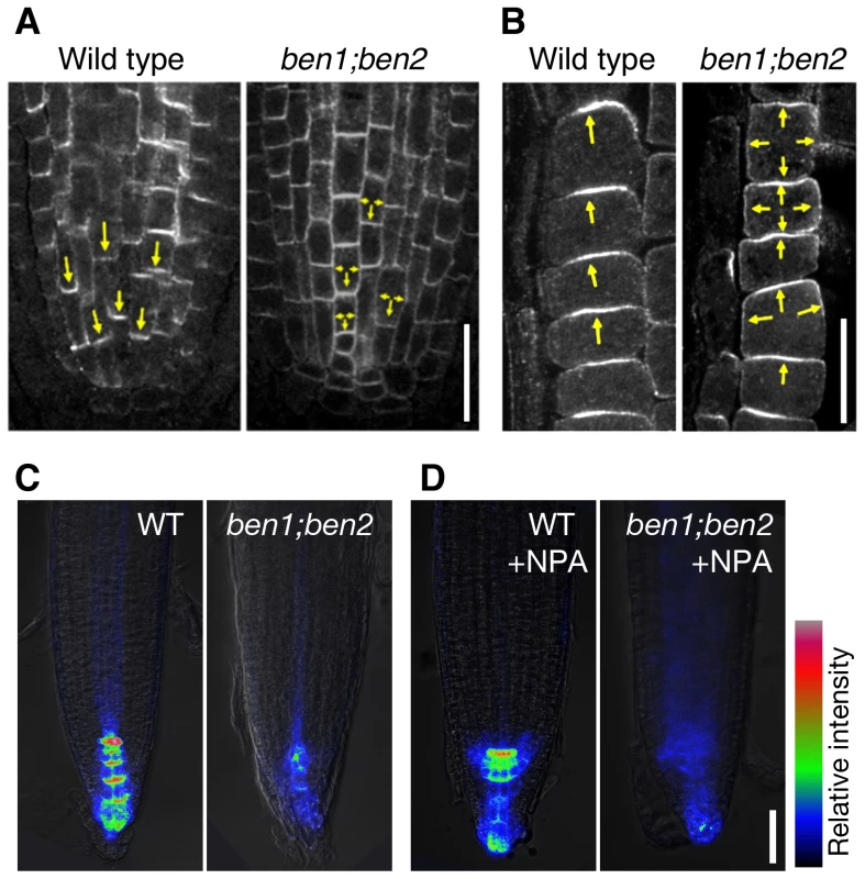 <i>BEN1</i> and <i>BEN2</i> genes are required for polar localization of PIN proteins.