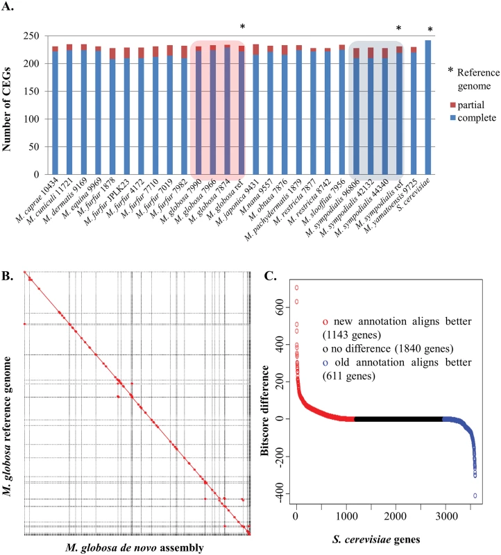 Correctness and completeness of <i>Malassezia</i> assembly and annotation.