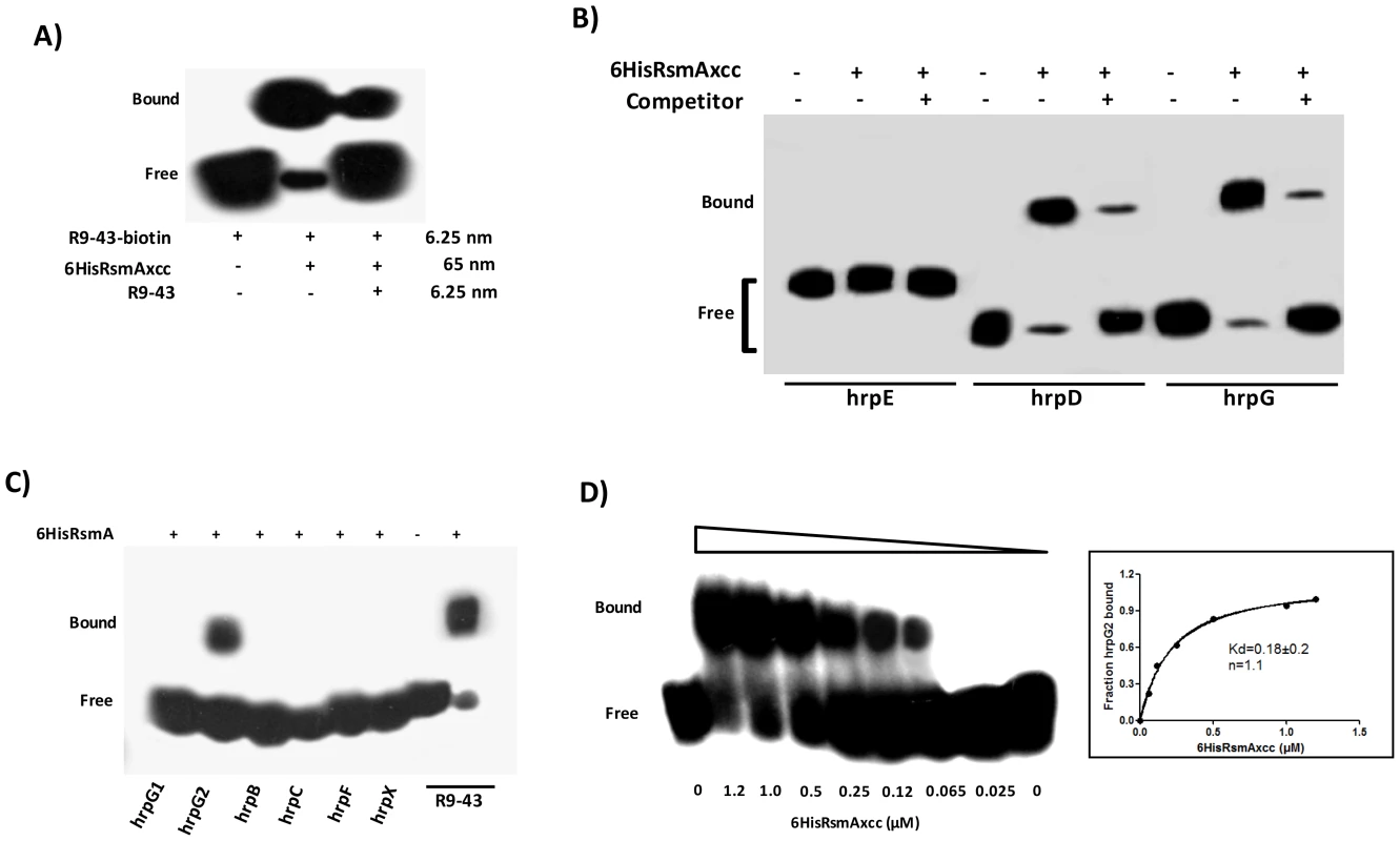 RNA mobility shift assays with purified 6HisRsmA of <i>X. citri</i> subsp. citri