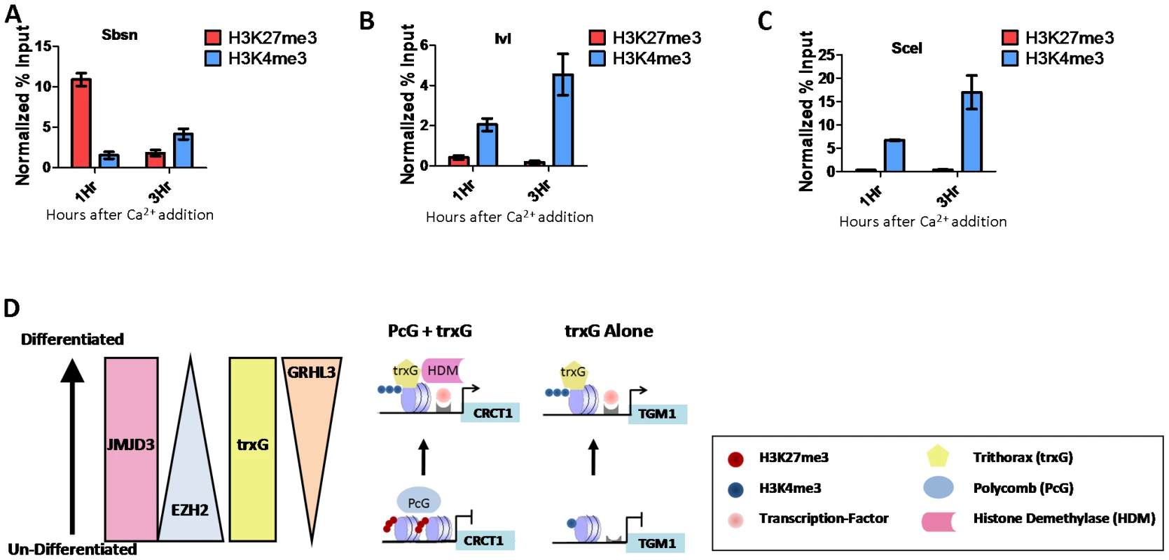 PcG and trxG regulation in epidermal differentiation.