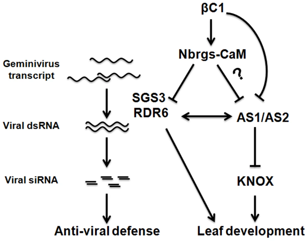 A working model to explain the roles of the endogenous suppressor Nbrgs-CaM in counterdefense and symptom induction by TYLCCNB βC1.