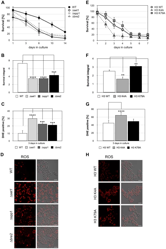 Disruption of H3K4 trimethylation enhances cell death.