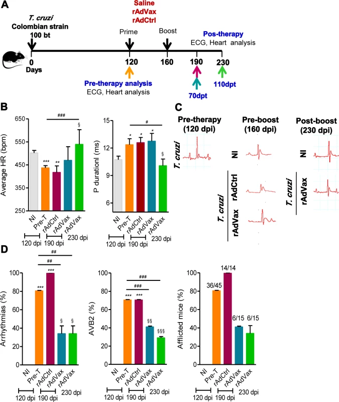 rAdVax immunotherapy ameliorated electrical abnormalities of chronically <i>T. cruzi</i>-infected mice.