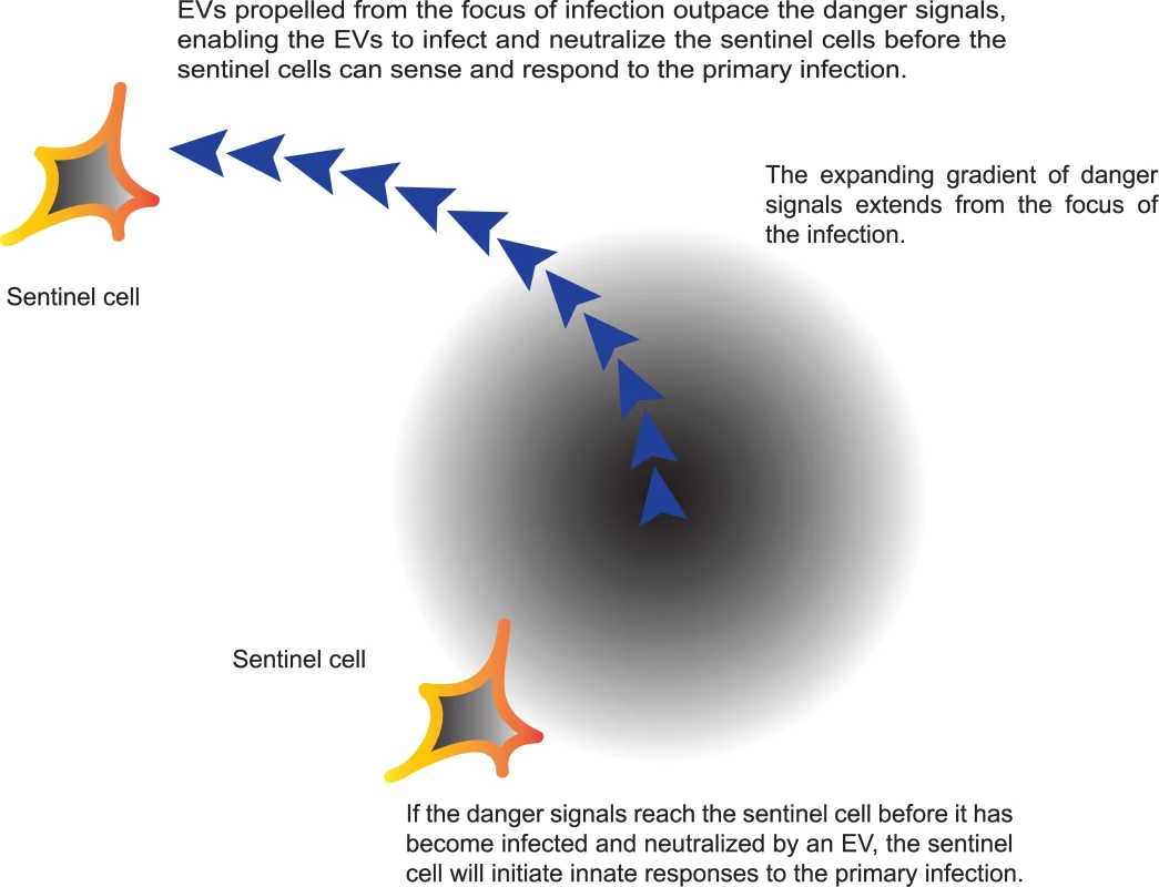 The advance guard model of poxvirus infection.