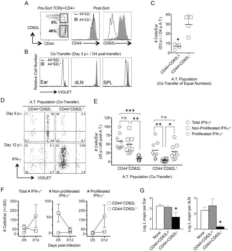 Rapidly recruited antigen-specific cells confer protection and are not derived from central memory cells stimulated by challenge.