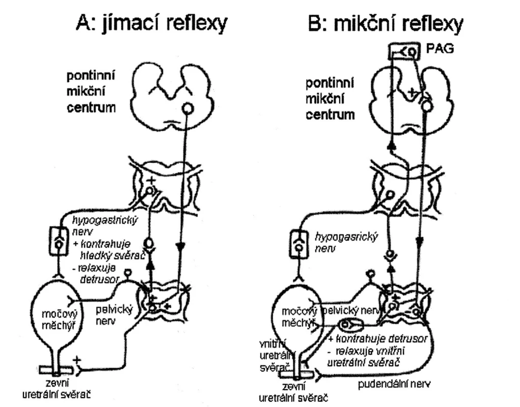 chéma zobrazující reflexní okruhy řídící kontinenci a mikci
(A) Jímací reflexy. Malá distenze močového měchýře vede ke vzniku malého počtu aferentních impulzů, což aktivuje sympatikus působící na bazi močového měchýře a proximální uretru a pudendální nerv působící na  zevní příčně pruhovaný svěrač. Tyto tzv. „ochranné reflexy“ zajišťující kontinenci jsou reflexy spinálními. Sympatikus rovněž relaxuje svalovinu detruzoru a moduluje přenos v intramurálních gangliích.  Oblast ventrálního pontu (pontinní jímací centrum a „L“ oblast) zvyšuje aktivitu zevního uretrálního svěrače. 
(B) Mikční reflexy. Velký počet aferentních impulsů z močového měchýře aktivuje cestou spinobulbospinálního reflexu parasympatikus působící na močový měchýř a vnitřní uretrální svěrač. Dochází k inhibici sympatiku a pudendálního nervu působících na vnitřní a zevní uretrální svěrač. Aferentní dráhy mikčního reflexu vedou do pontinního mikčního centra přes periaqueduktální šedou hmotu.