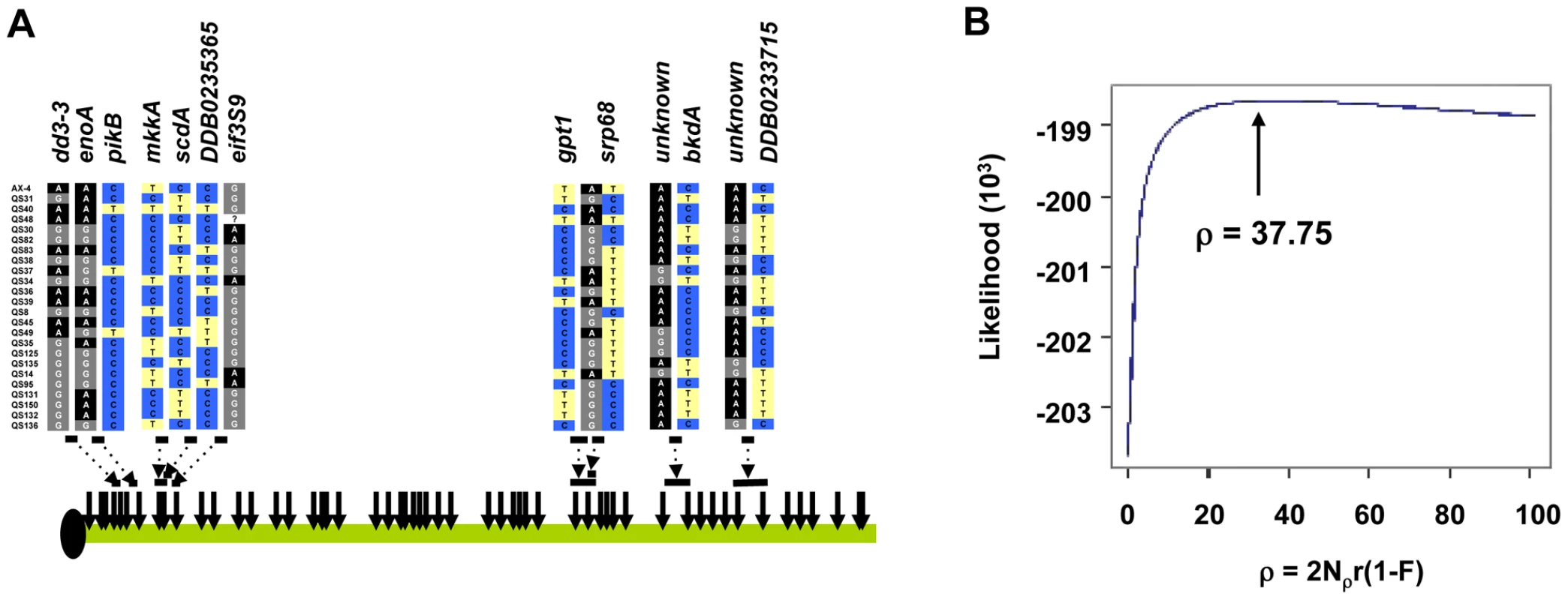 Recombination in the <i>D. discoideum</i> genome.