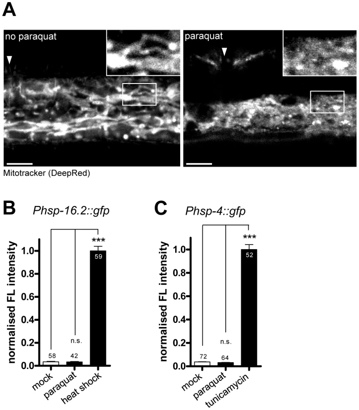 Paraquat affects mitochondrial morphology, but does not provoke the unfolded protein responses of the endoplasmatic reticulum (ER) or the cytosol.