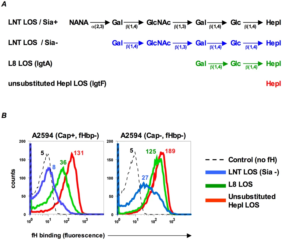Inverse relationship between fH binding to fHbp mutants and length of HepI glycans extensions.
