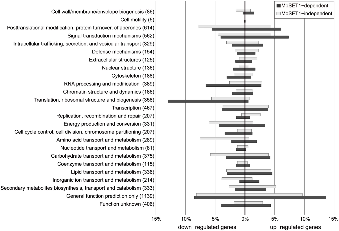KOG functional classification of differentially expressed genes (DEGs) between vegetative mycelia and germtubes with regard to dependency on <i>Moset1</i>.