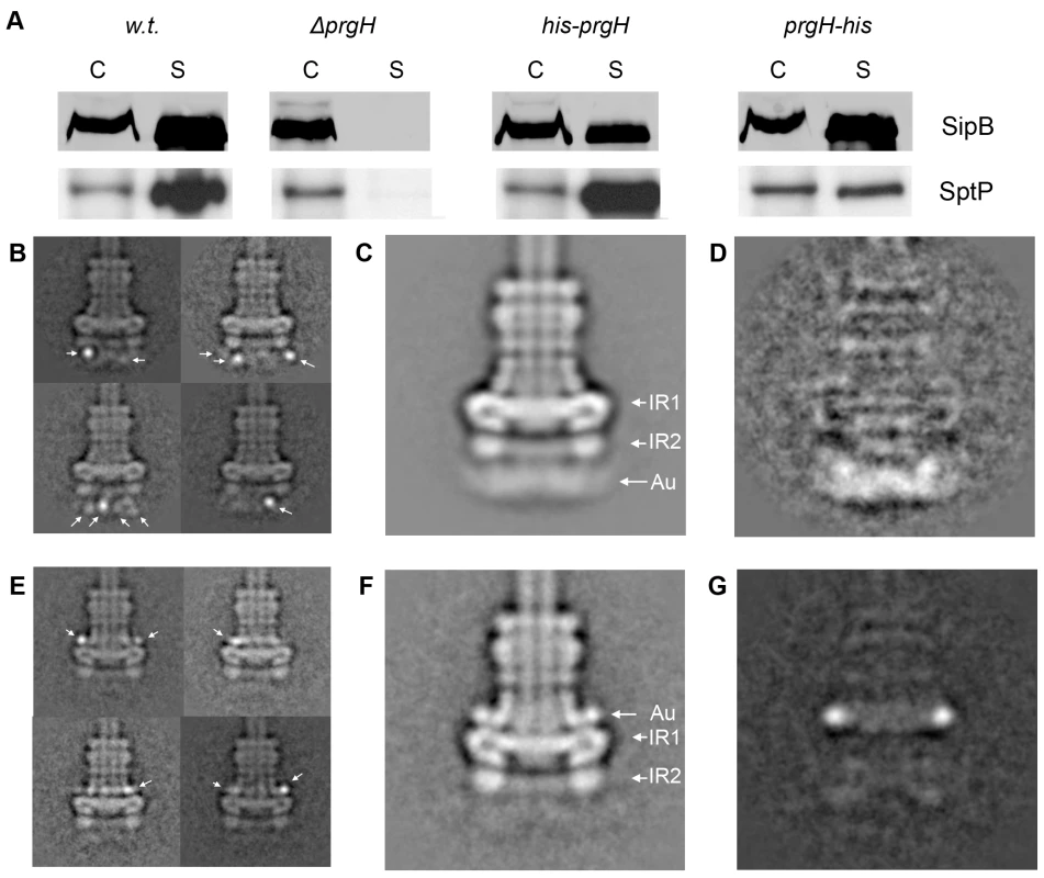 The N- and C-terminus of PrgH are located far away from each other within the needle complex.
