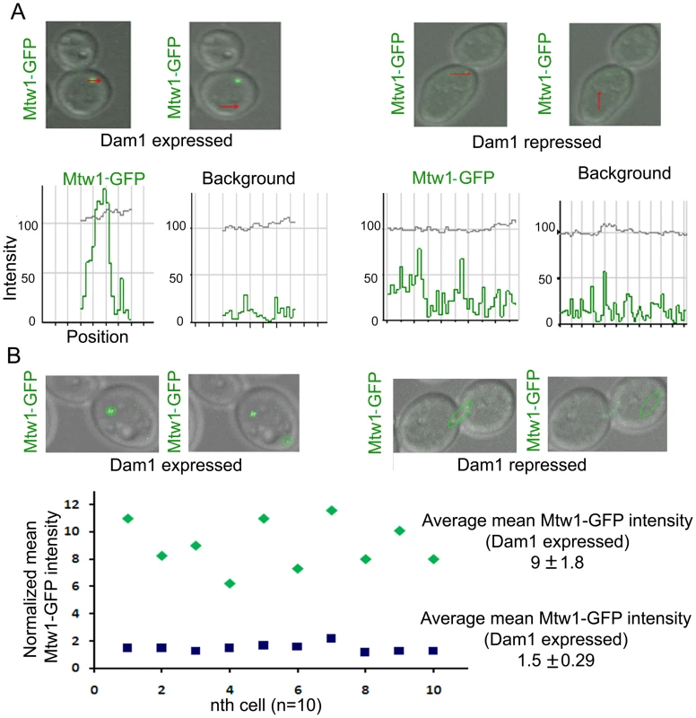 Dam1 depletion results in reduced localization of Mtw1 at the kinetochores.
