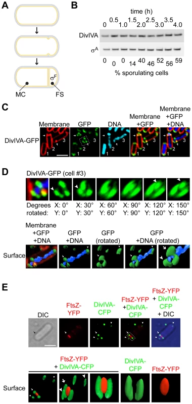 DivIVA assembles into a ring-like structure at the polar septum during sporulation.