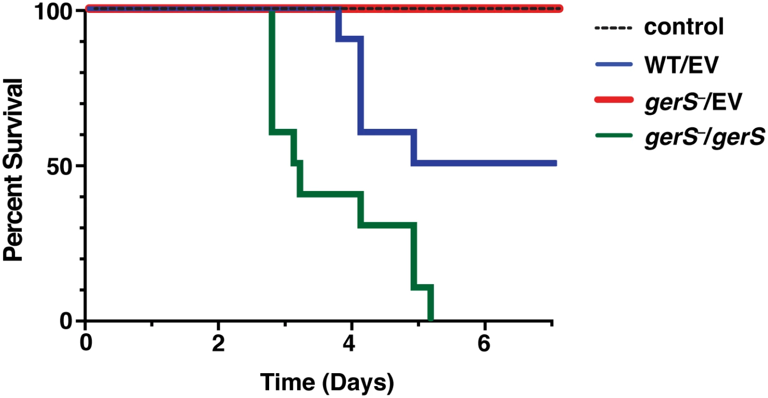 GerS is required for virulence.