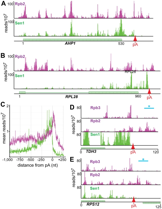 Distribution of Rpb2 and Sen1 on highly expressed genes.