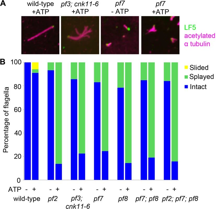 The <i>pf7</i> and <i>pf8</i> mutants show splaying phenotype in isolated axonemes similar to splaying in N-DRC mutants.