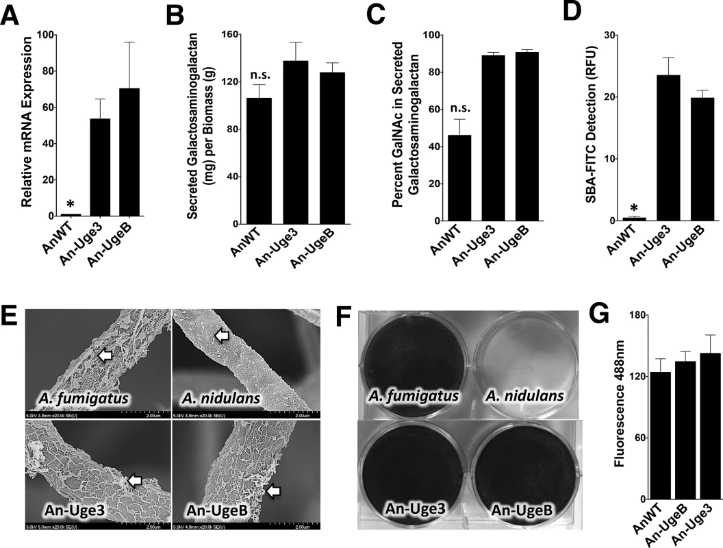 Overexpression of <i>uge3</i> or <i>ugeB</i> in <i>A</i>. <i>nidulans</i> increases the GalNAc content of GAG and enhances the formation of adherent biofilms.