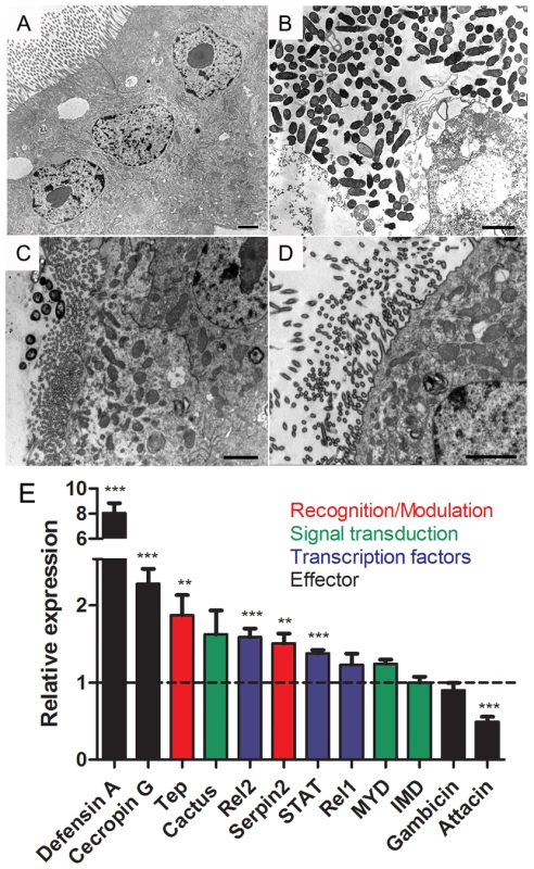 Bacterial infection in the presence of DPI causes cell damage and immune activation in mosquito midgut.