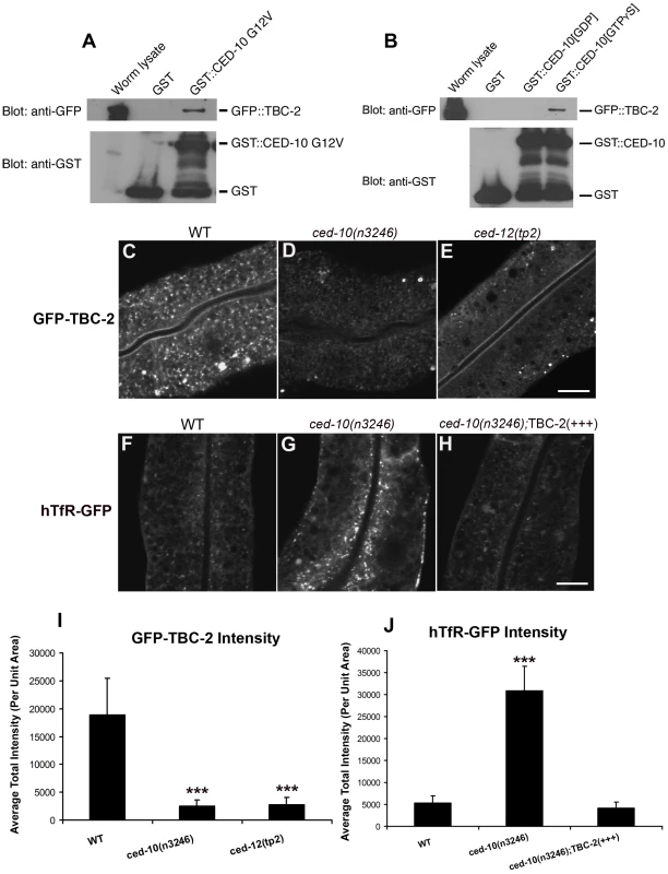 TBC-2 is recruited to endosomes by CED-10.