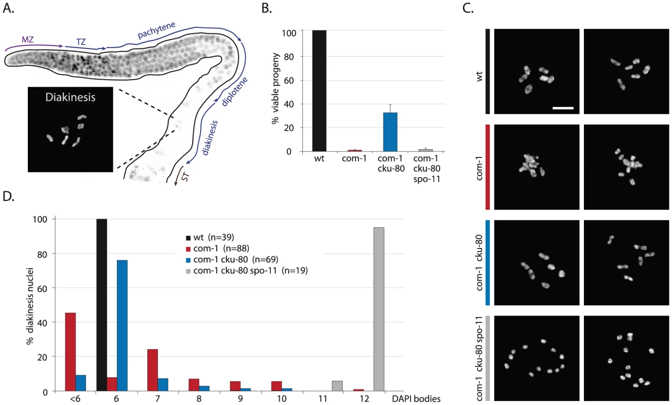 Loss of <i>cku-80</i> prevents chromosomal aggregation and restores chiasmata formation and embryonic survival in <i>com-1(t1626)</i> mutants.