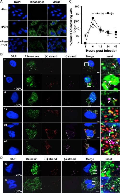 Colocalization of (+) and (−) strand HCV RNAs with active translating ribosomes.