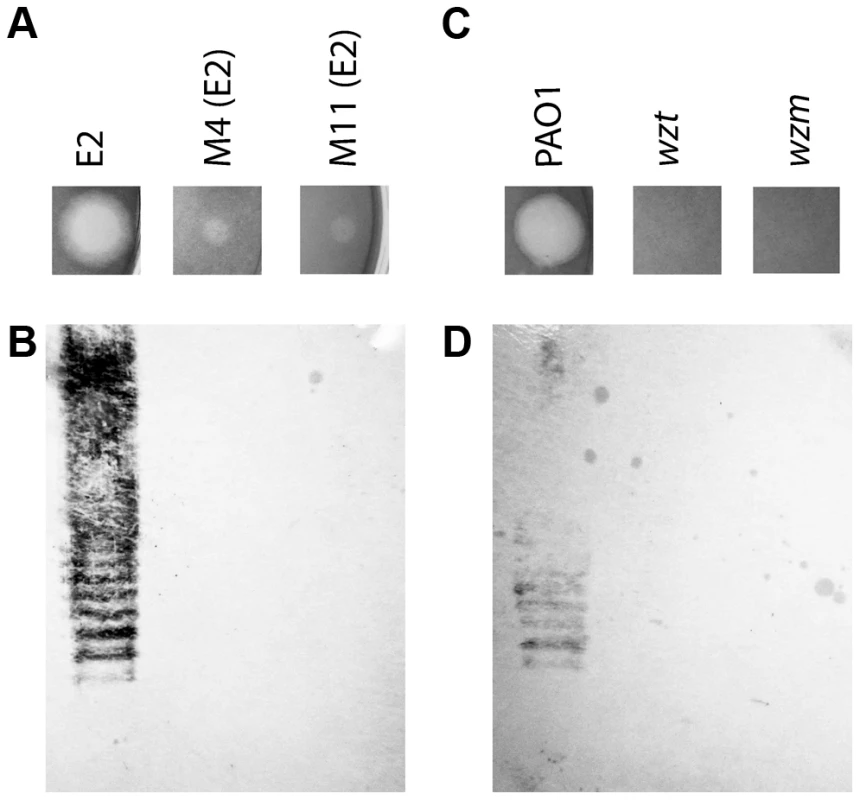 CPA production correlates with pyocin L1 killing.