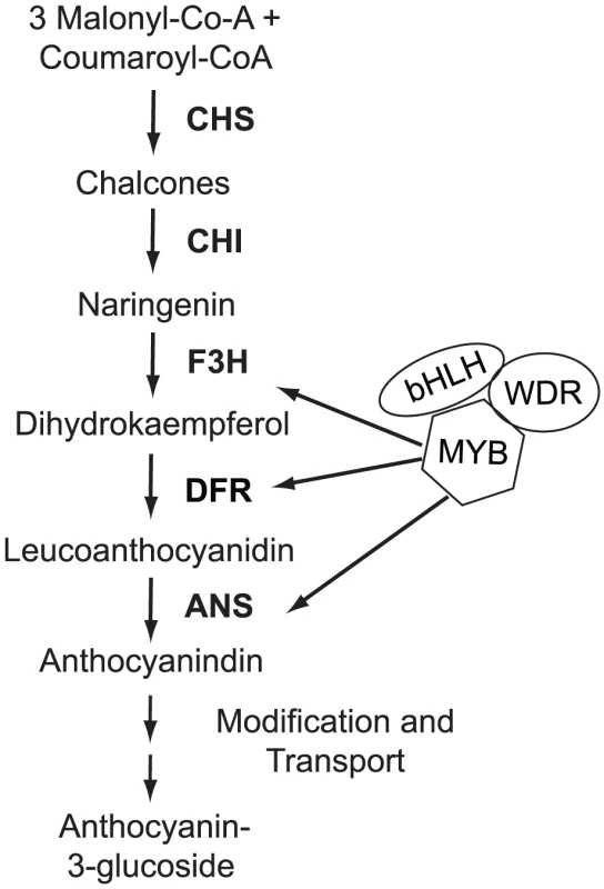 Flower color variation in <i>M. aurantiacus</i> is caused by differences in anthocyanin pigmentation.