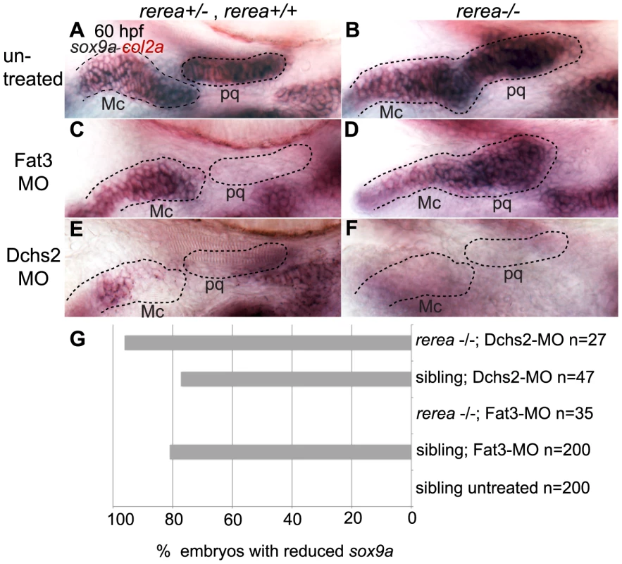 REREa interacts genetically with Fat3.