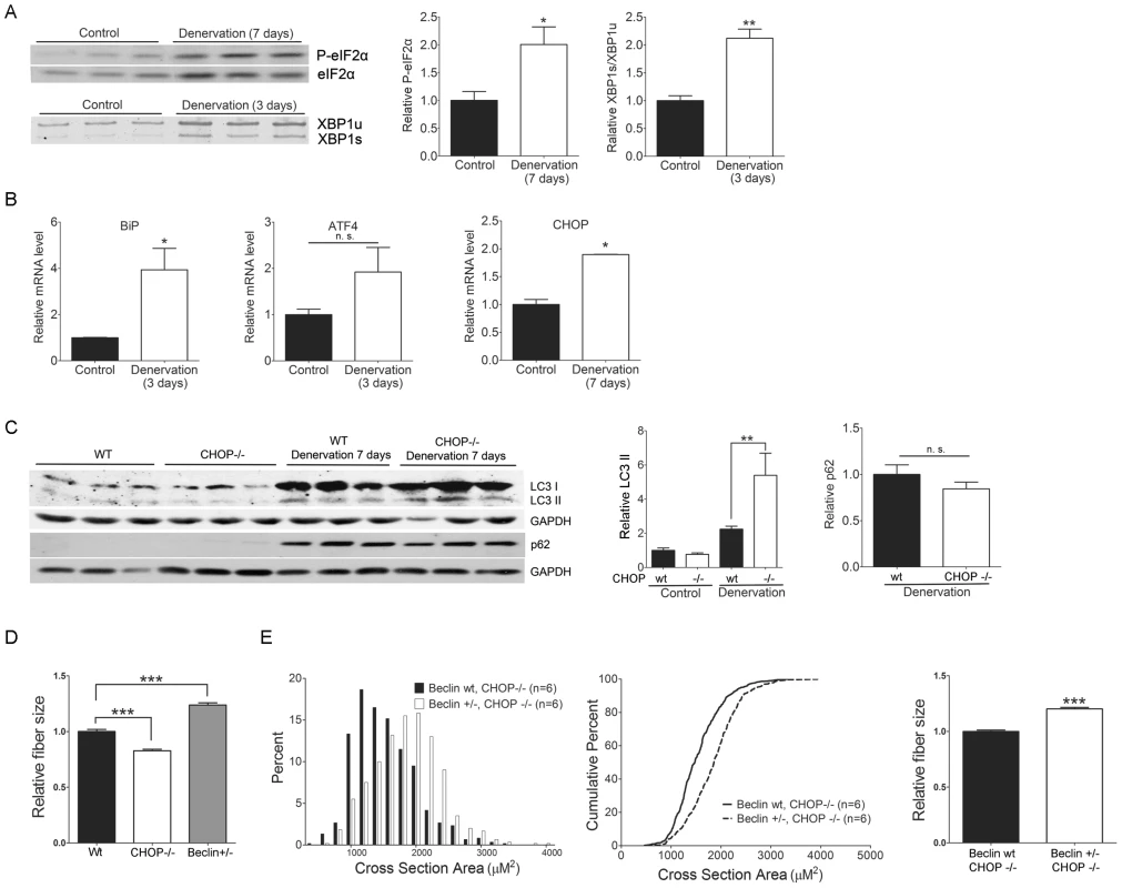 CHOP deficiency increases denervation-induced atrophy through autophagy.