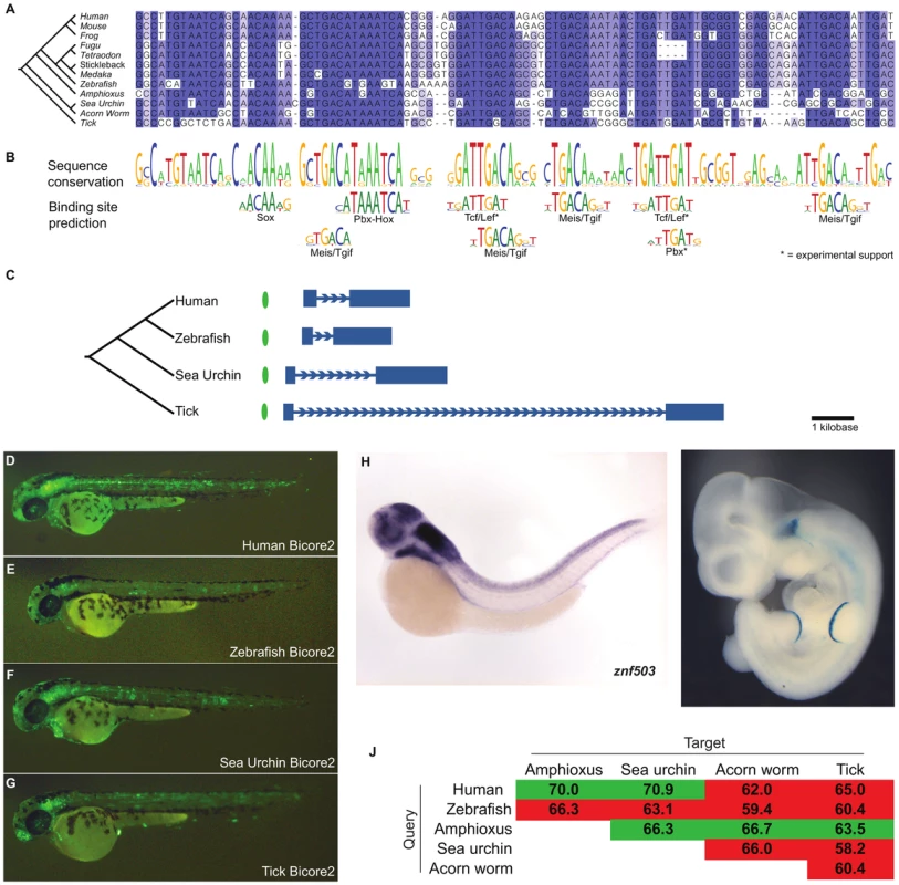 Bicore2 is a bilaterian conserved enhancer.