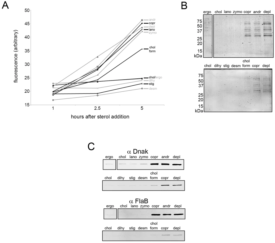 Sterols that differ in raft-forming ability have differential effects on <i>B.</i> <i>burgdorferi</i> membrane permeability.