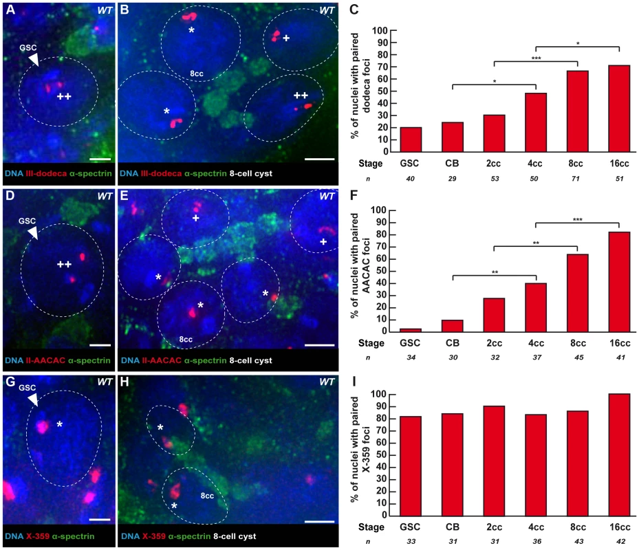 Centromeres of chromosome II and III become associated in the mitotic region, whereas X-chromosome centromeres are always paired.