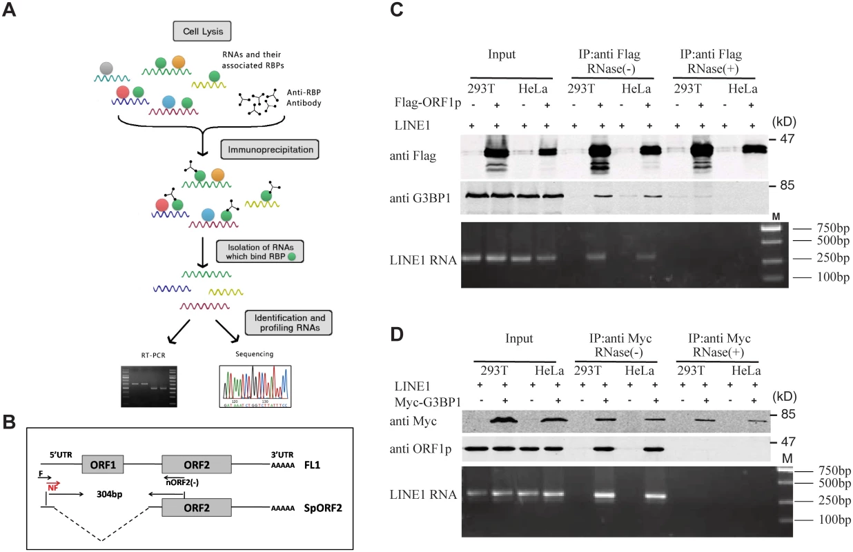 Association of LINE-1 RNP with stress granule marker G3BP1.