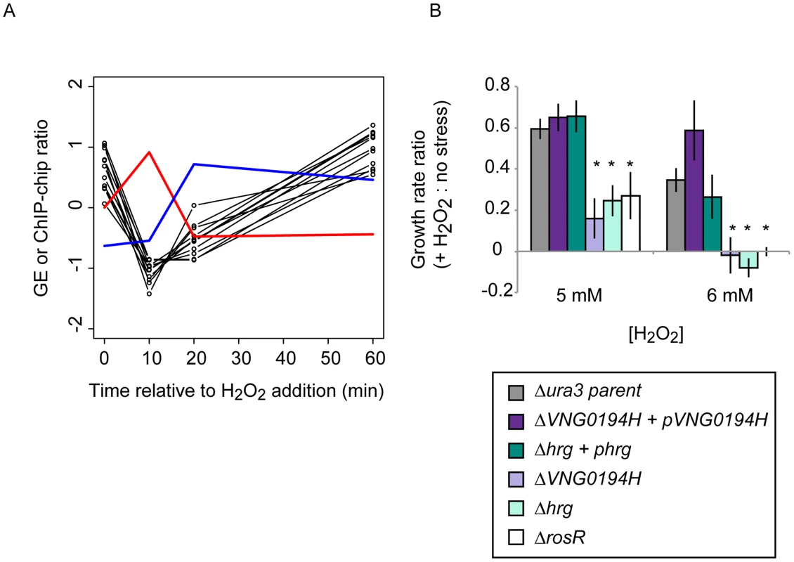 Dynamic RosR regulation of other TFs has functional consequences during ROS stress.