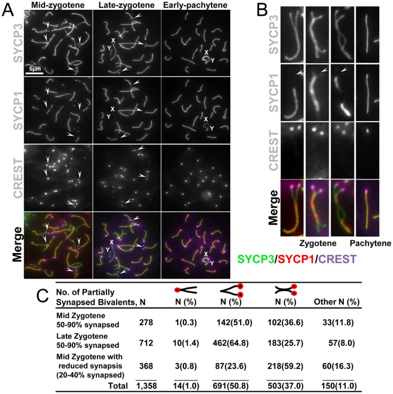 Centromeric regions are the last to associate during homologous chromosome synapsis.