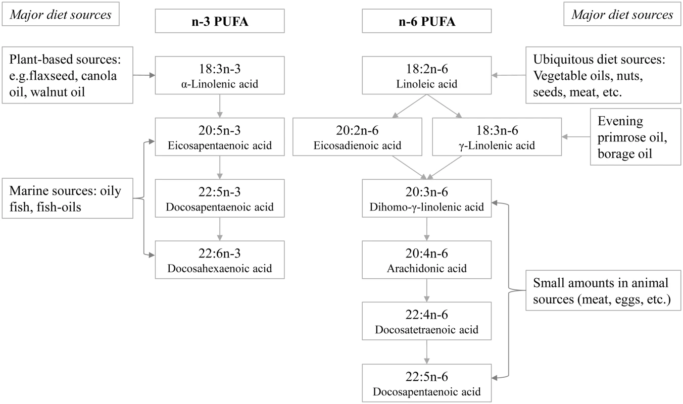 Schematic showing the names of individual n-3 and n-6 PUFAs measured in EPIC-InterAct, their biosynthesis pathways, and major dietary sources.