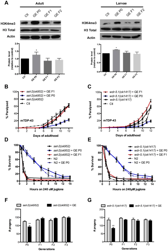 Transgenerational inheritance of glucose phenotypes requires H3K4me3 components.