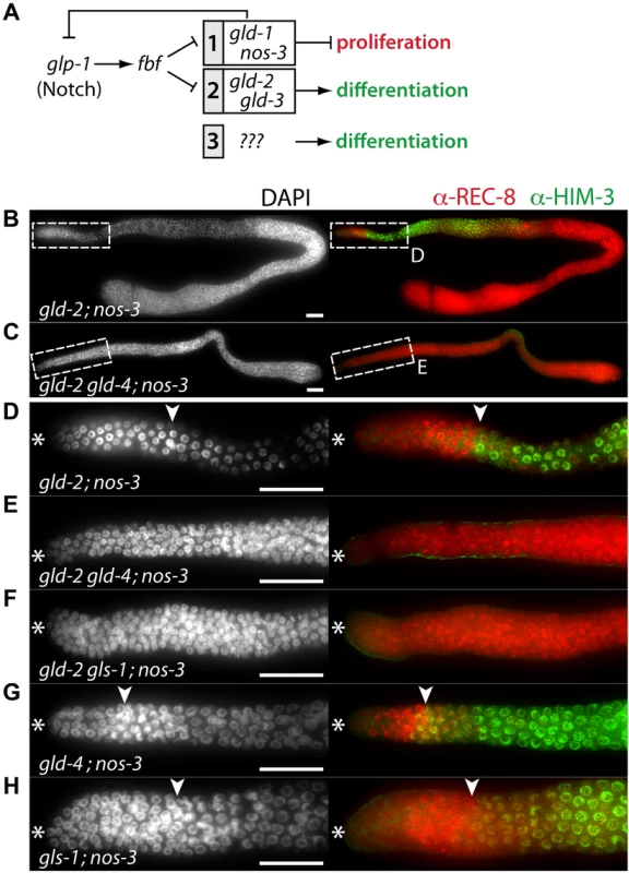 <i>gld-4</i> and <i>gls-1</i> promote onset of differentiation in parallel to <i>gld-2</i> and <i>nos-3</i>.
