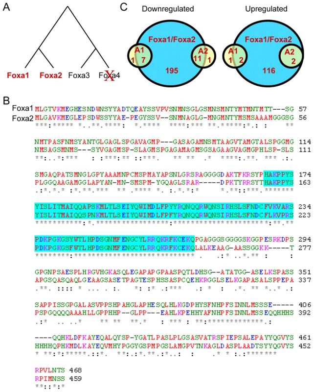 Evolution of Vertebrate Foxa Paralogs and Functional Redundancy in the Fetal Liver.
